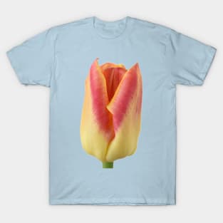 Tulipa  &#39;Candy Corner&#39;   Triumph Tulip T-Shirt